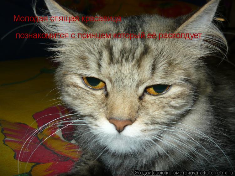 Котоматрица: Молодая спящая красавица  познакомится с принцем который её расколдует