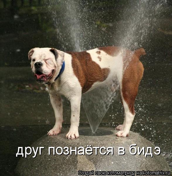 Котоматрица: друг познаётся в бидэ