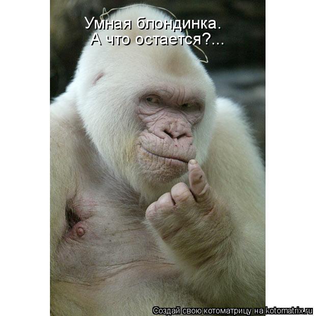 Котоматрица: Умная блондинка. А что остается?...