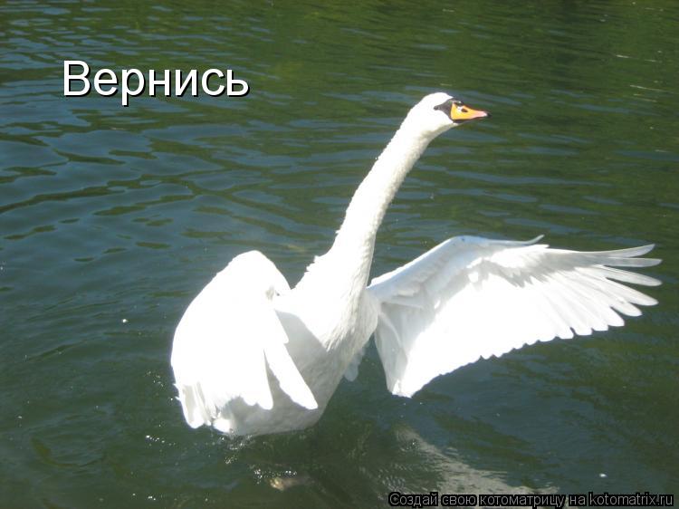 Котоматрица: Вернись