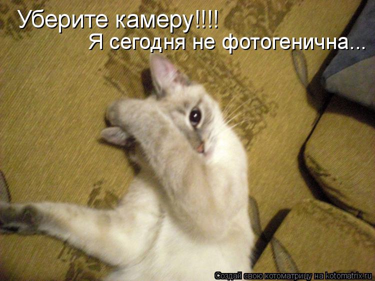 Котоматрица: Уберите камеру!!!! Я сегодня не фотогенична...