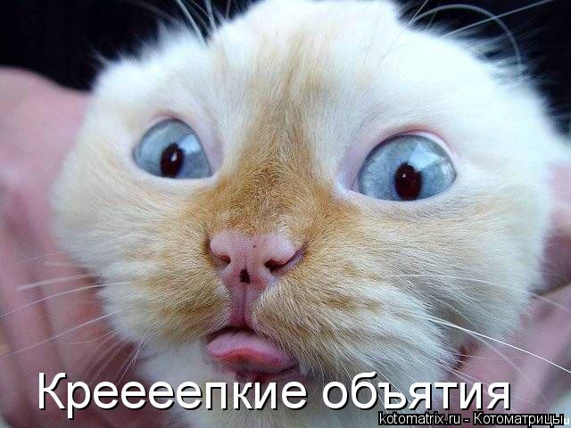 Котоматрица: Креееепкие объятия