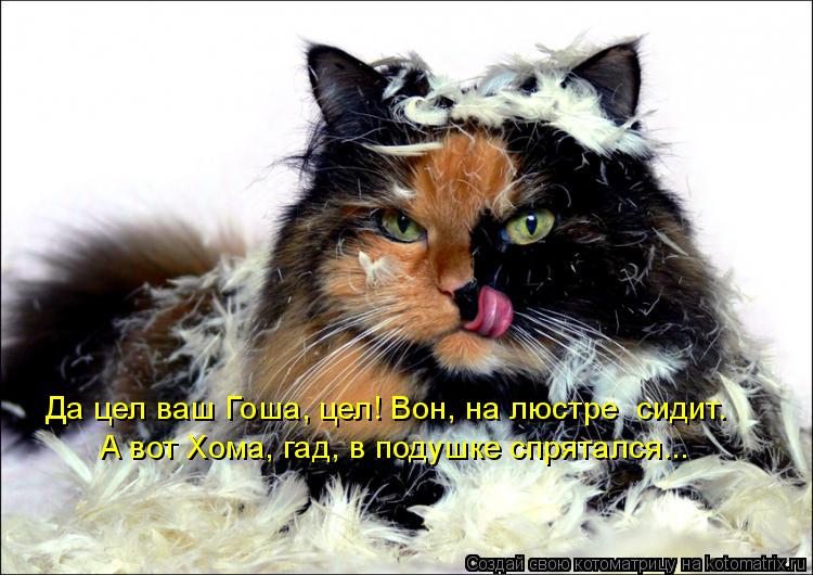 Да цел ваш Гоша, цел! Вон, на люстре сидит. А вот Хома, гад, в подушке спрятался...... Котоматрица: Да цел ваш Гоша, цел! Вон, на люстре сидит. А вот Хома, гад, в подушке спрятался...