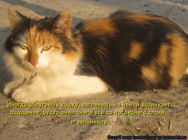 Котоматрица: Иногда обругаешь кошку, взглянешь на нее, и возникает  ощущение, будто она поняла все до последнего слова.  И запомнила… ..