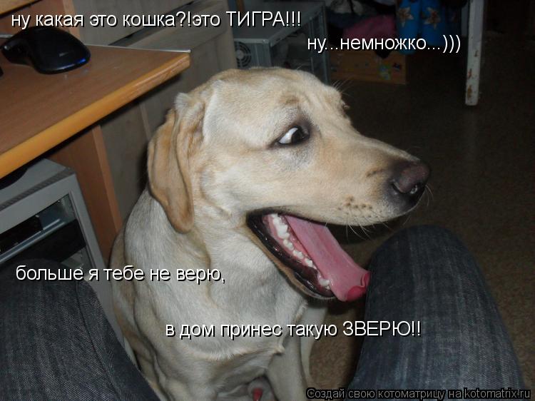 Котоматрица: ну какая это кошка?!это ТИГРА!!! ну...немножко...))) больше я тебе не верю, в дом принес такую ЗВЕРЮ!!