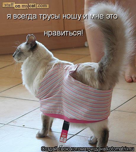 Котоматрица: я всегда трусы ношу и мне это нравиться!