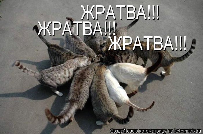 Котоматрица: ЖРАТВА!!! ЖРАТВА!!! ЖРАТВА!!!