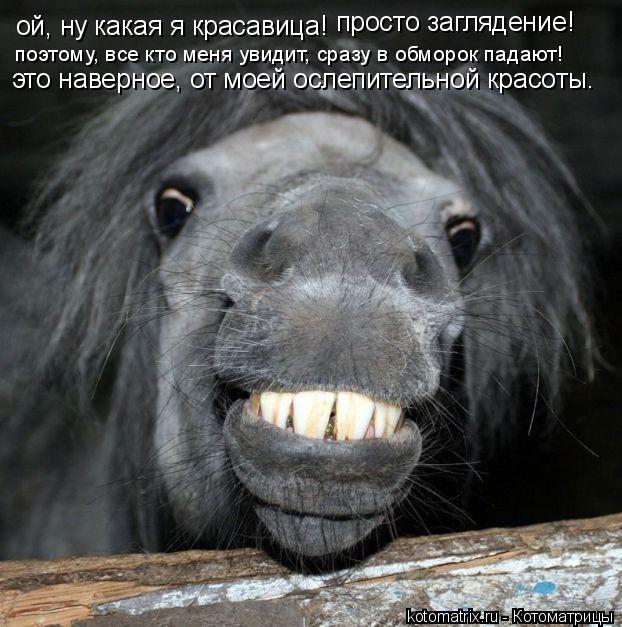 Котоматрица: ой, ну какая я красавица! просто заглядение! поэтому, все кто меня увидит, сразу в обморок падают! это наверное, от моей ослепительной красот