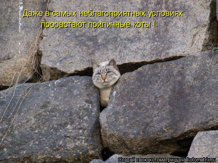 Котоматрица: Даже в самых неблагоприятных условиях прорастают приличные коты !