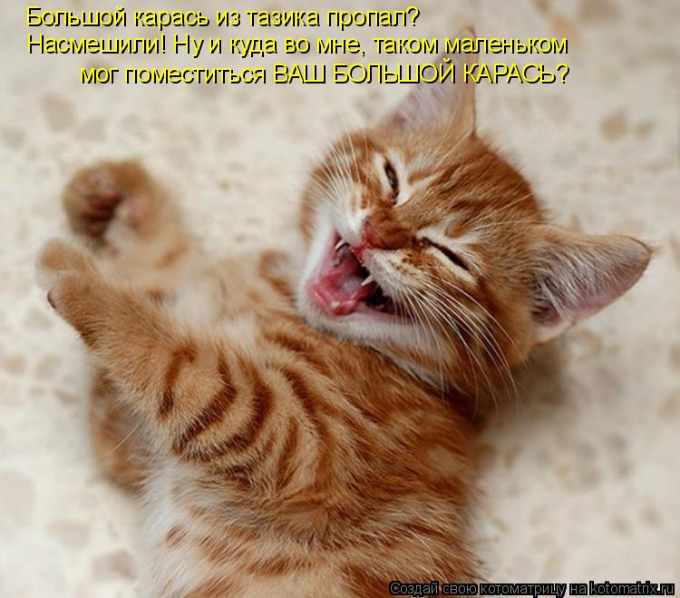 Большой карась из тазика пропал? Насмешили! Ну и куда во мне, таком маленьком мог поместиться ВАШ БОЛ... Котоматрица: Большой карась из тазика пропал? Насмешили! Ну и куда во мне, таком маленьком мог поместиться ВАШ БОЛЬШОЙ КАРАСЬ?