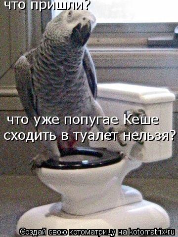 что пришли? что уже попугае Кеше сходить в туалет нельзя?... Котоматрица: что пришли? что уже попугае Кеше сходить в туалет нельзя?