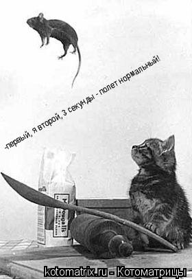 Котоматрица: -первый, я второй, 3 секунды - полет нормальный!