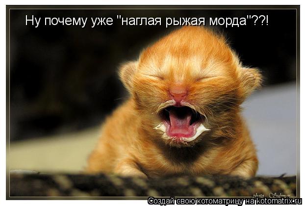 Котоматрица: Ну почему уже "наглая рыжая морда"??!