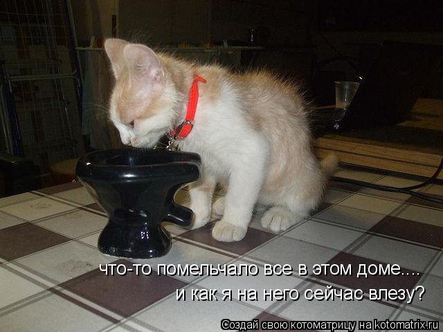 Котоматрица: что-то помельчало все в этом доме.... и как я на него сейчас влезу?