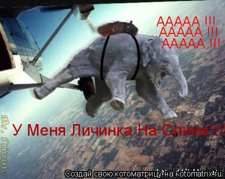 Котоматрица: ААААА !!!  ААААА !!!  ААААА !!!  У Меня Личинка На Спине!!!!