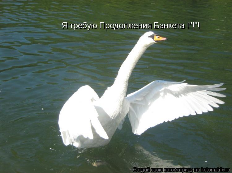Котоматрица: Я требую Продолжения Банкета !"!"!
