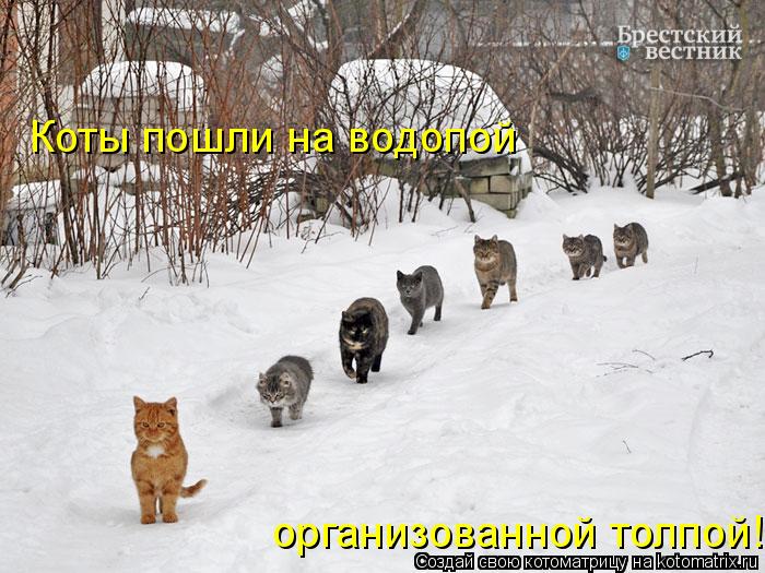 Котоматрица: Коты пошли на водопой организованной толпой!