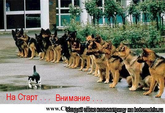 Котоматрица: На Старт . . .  Внимание . . .