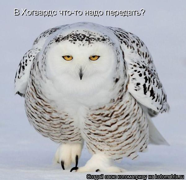 Котоматрица: В Хогвардс что-то надо передать?