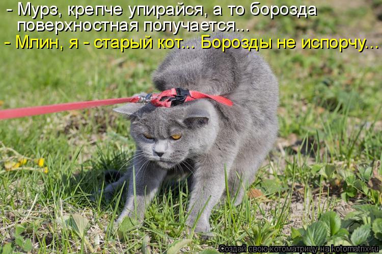 - Мурз, крепче упирайся, а то борозда поверхностная получается... - Млин, я - старый кот... Борозды н... Котоматрица: - Мурз, крепче упирайся, а то борозда поверхностная получается... - Млин, я - старый кот... Борозды не испорчу...