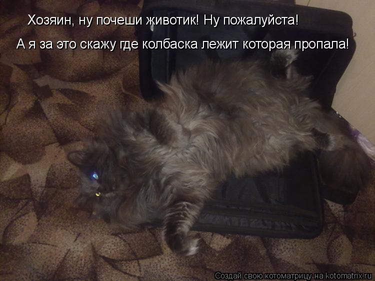 Хозяин, ну почеши животик! Ну пожалуйста! А я за это скажу где колбаска лежит которая пропала!... Котоматрица: Хозяин, ну почеши животик! Ну пожалуйста! А я за это скажу где колбаска лежит которая пропала!