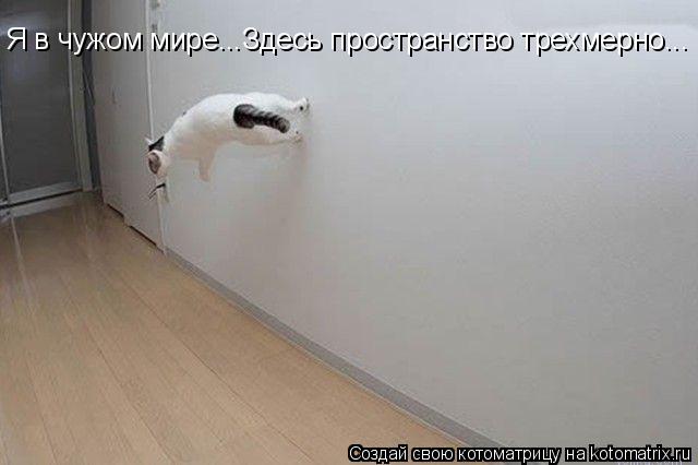 Котоматрица: Я в чужом мире...Здесь пространство трехмерно...