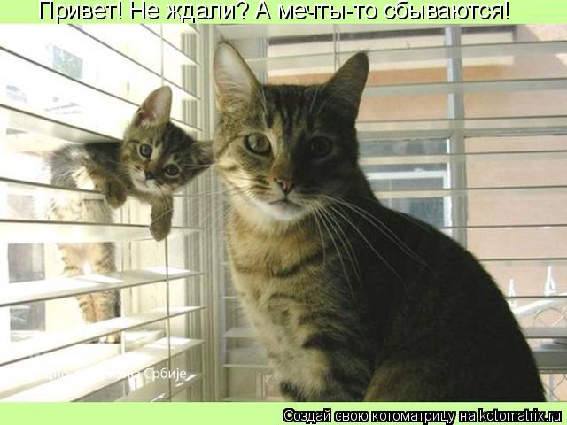 Котоматрица: Привет! Не ждали? А мечты-то сбываются!
