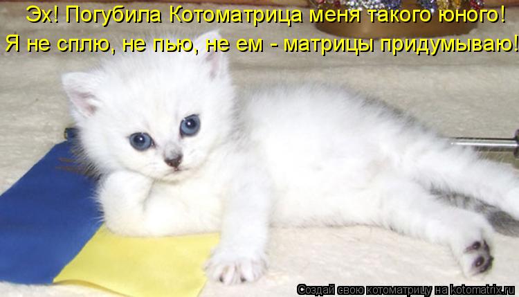 Эх! Погубила Котоматрица меня такого юного! Я не сплю, не пью, не ем - матрицы придумываю!... Котоматрица: Эх! Погубила Котоматрица меня такого юного! Я не сплю, не пью, не ем - матрицы придумываю!