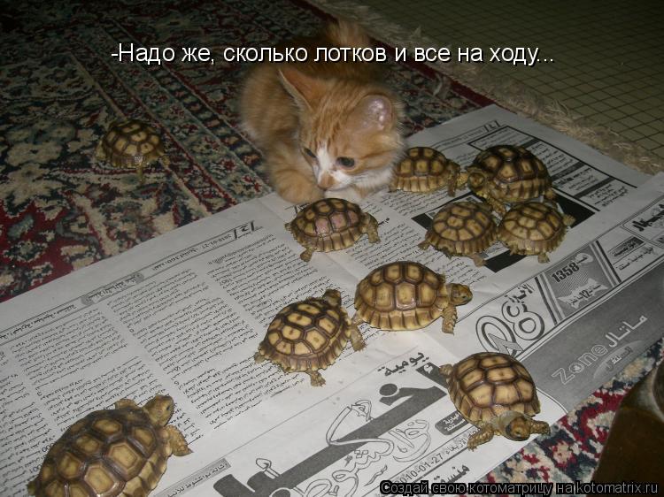 -Надо же, сколько лотков и все на ходу...... Котоматрица: -Надо же, сколько лотков и все на ходу...