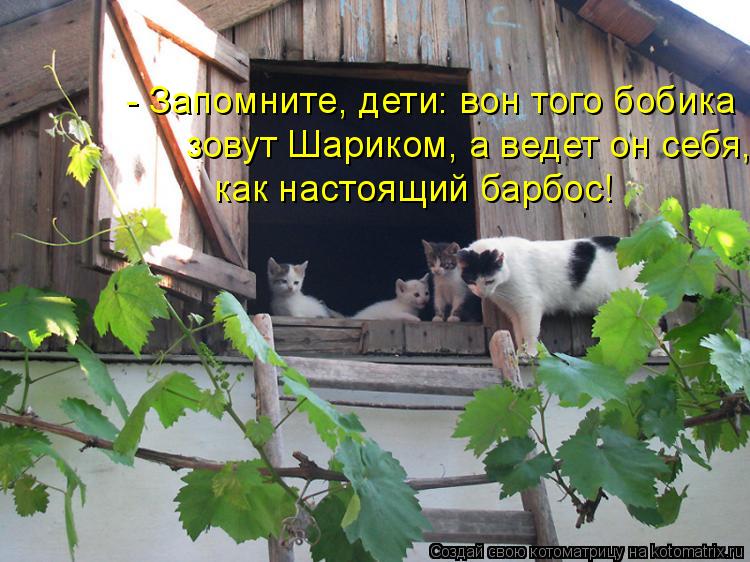 как настоящий барбос! зовут Шариком, а ведет он себя, - Запомните, дети: вон того бобика... Котоматрица: как настоящий барбос! зовут Шариком, а ведет он себя, - Запомните, дети: вон того бобика