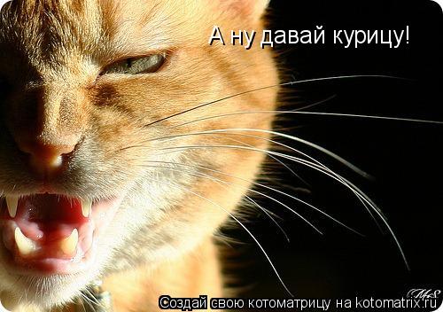 А ну давай курицу!... Котоматрица: А ну давай курицу!