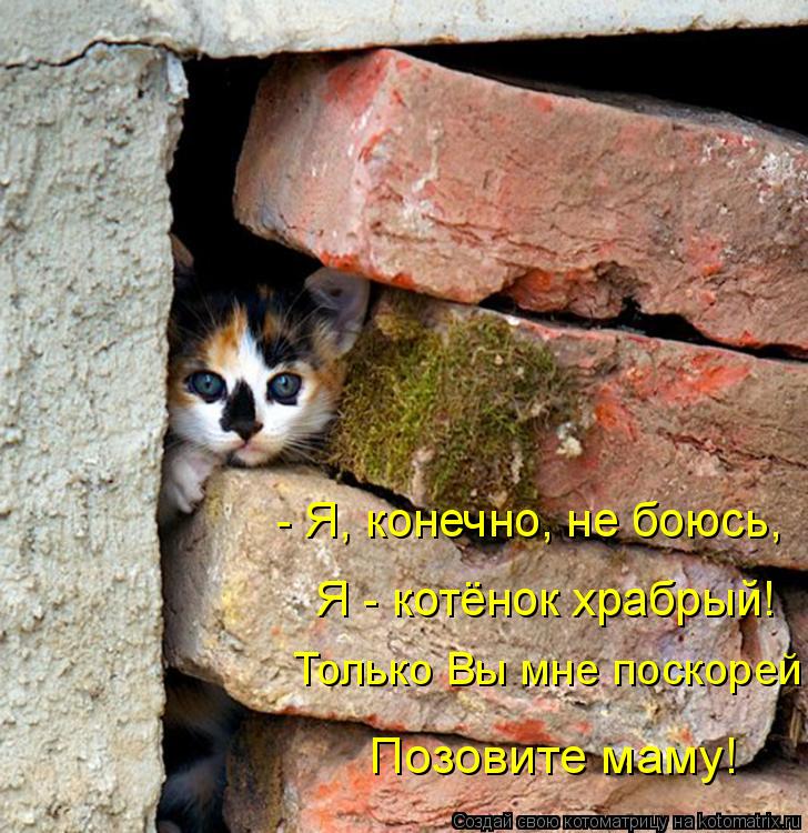 - Я, конечно, не боюсь, Только Вы мне поскорей Я - котёнок храбрый! Позовите маму!... Котоматрица: - Я, конечно, не боюсь, Только Вы мне поскорей Я - котёнок храбрый! Позовите маму!