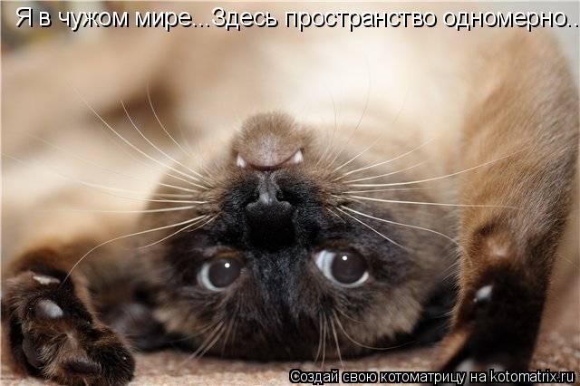 Котоматрица: Я в чужом мире...Здесь пространство одномерно...
