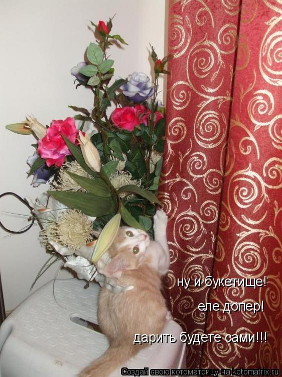Котоматрица: дарить будете сами!!! ну и букетище! еле допер!
