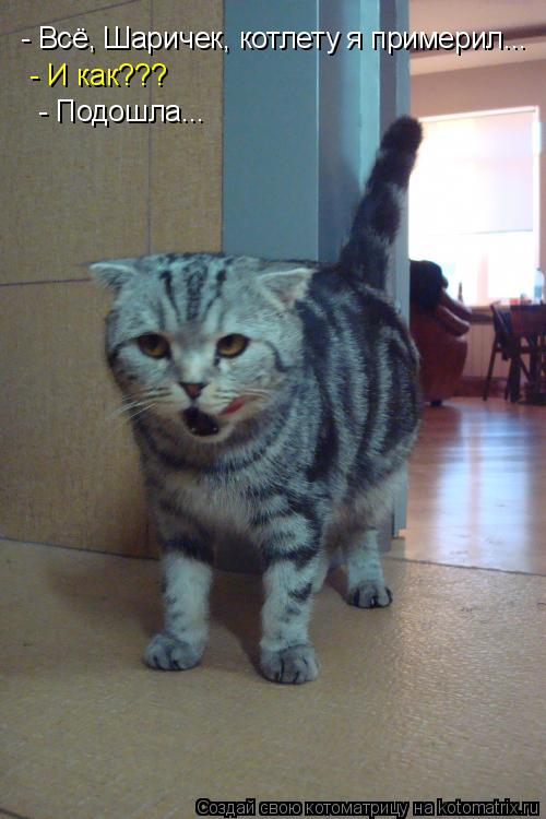 Котоматрица: - Всё, Шаричек, котлету я примерил...  - И как??? - Подошла...