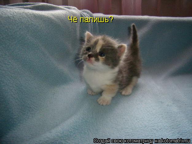 Котоматрица: Чё палишь?