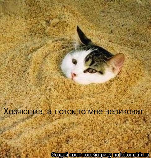 Котоматрица: Хозяюшка, а лоток то мне великоват...