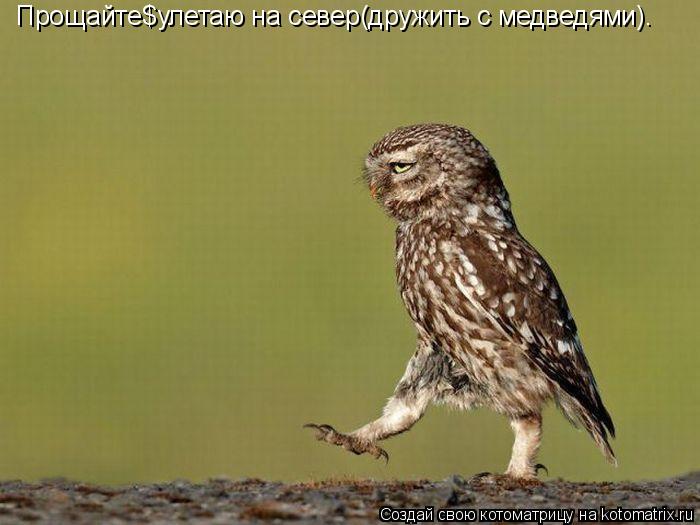Прощайте$улетаю на север(дружить с медведями).... Котоматрица: Прощайте$улетаю на север(дружить с медведями).