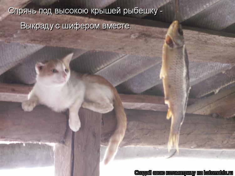 Спрячь под высокою крышей рыбешку - Выкраду с шифером вместе.... Котоматрица: Спрячь под высокою крышей рыбешку - Выкраду с шифером вместе.