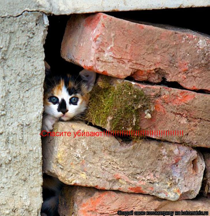 -Спасите убивают!!!!!!!!!!!!!!!!!!!!!!!!!!!!!!!!!!!... Котоматрица: -Спасите убивают!!!!!!!!!!!!!!!!!!!!!!!!!!!!!!!!!!!