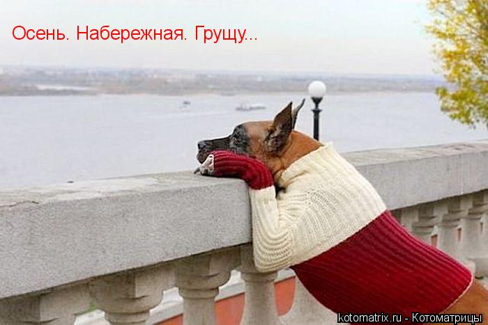 Осень. Набережная. Грущу...... Котоматрица: Осень. Набережная. Грущу...