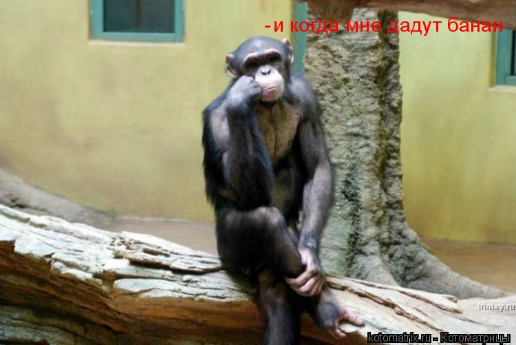 и когда мне дадут банан -... Котоматрица: и когда мне дадут банан -