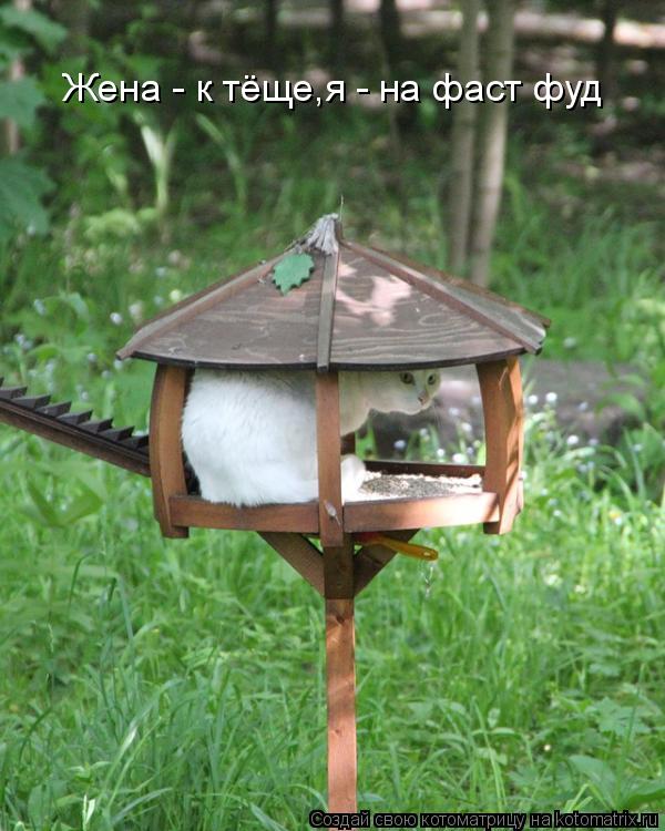 Жена - к тёще,я - на фаст фуд... Котоматрица: Жена - к тёще,я - на фаст фуд