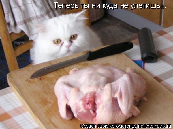 Теперь ты ни куда не улетишь...... Котоматрица: Теперь ты ни куда не улетишь...