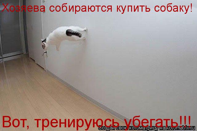 Хозяева собираются купить собаку! Вот, тренируюсь убегать!!!... Котоматрица: Хозяева собираются купить собаку! Вот, тренируюсь убегать!!!