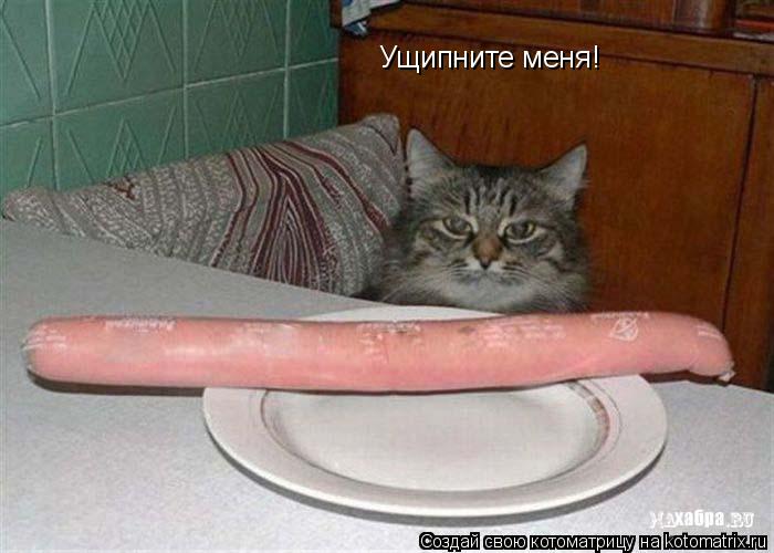Котоматрица: Ущипните меня!