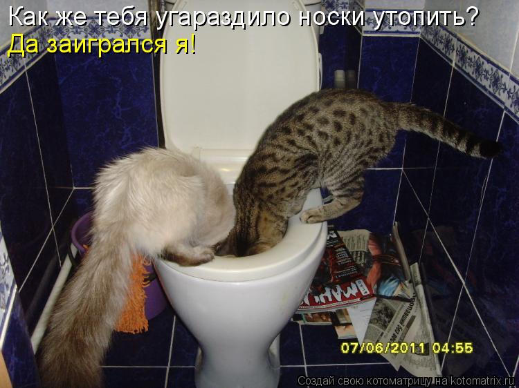 Котоматрица: Как же тебя угараздило носки утопить? Да заигрался я!