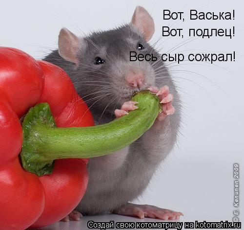 Вот, Васька! Вот, подлец! Весь сыр сожрал!... Котоматрица: Вот, Васька! Вот, подлец! Весь сыр сожрал!
