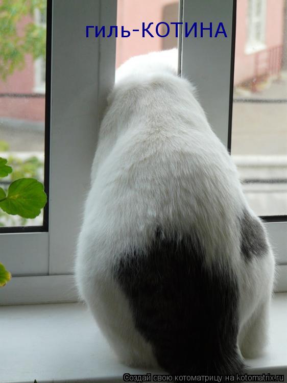 Котоматрица: гиль-КОТИНА