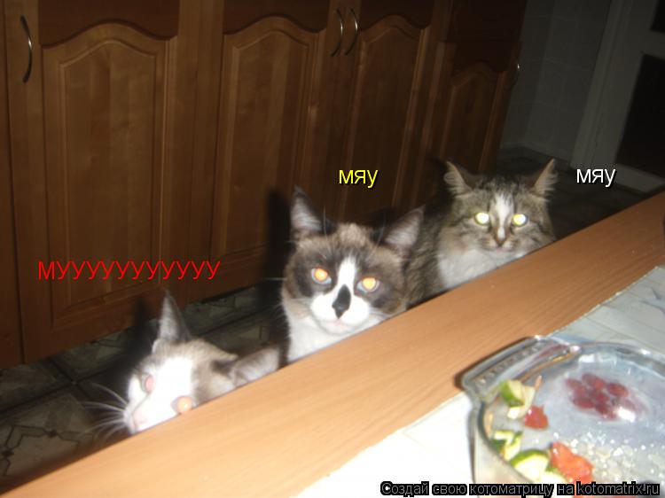 Котоматрица: мяу мяу МУУУУУУУУУУУ
